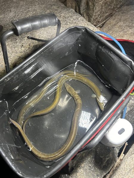 ★★初めての天然ウナギ釣り★★