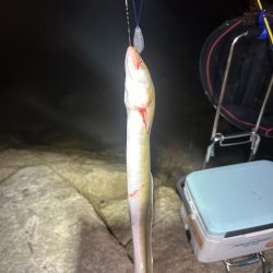 ★★巨大うなぎ現れる★★