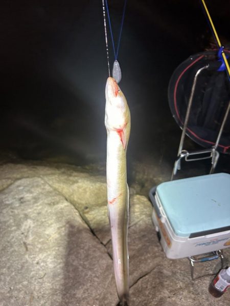 ★★巨大うなぎ現れる★★