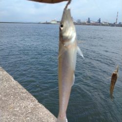 播磨新島のキス調査