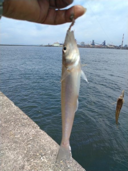 播磨新島のキス調査