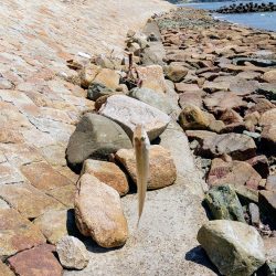 片男波(4回目)灼熱のキス釣り