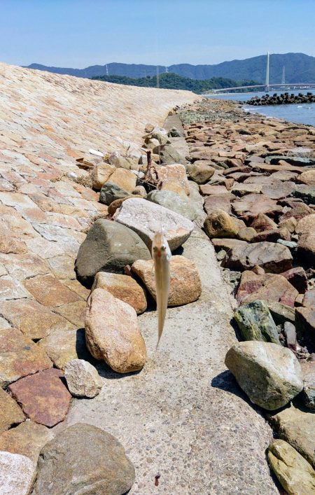 片男波(4回目)灼熱のキス釣り