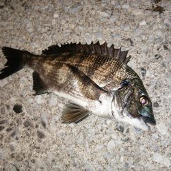 久しぶりのつ抜け