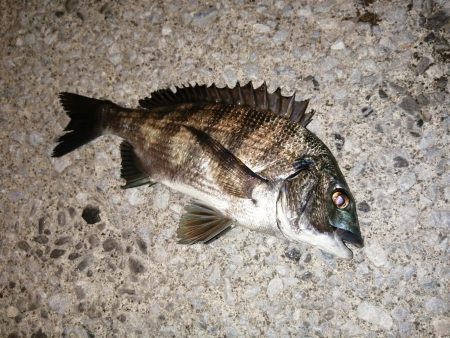 久しぶりのつ抜け