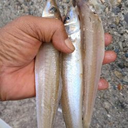 播磨新島のキス