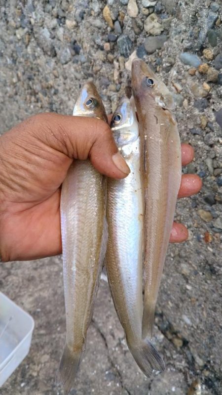 播磨新島のキス