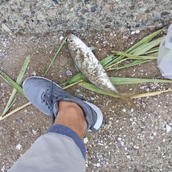 金沢港アジ必勝法