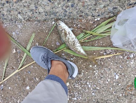 金沢港アジ必勝法