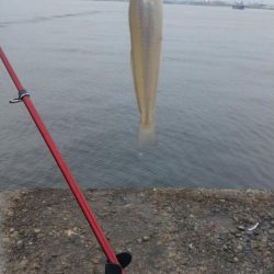 播磨新島のキス釣査