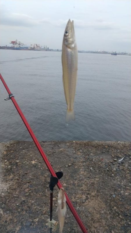 播磨新島のキス釣査