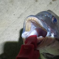 2024/07/19 南港ヘチ釣り釣行