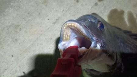 2024/07/19 南港ヘチ釣り釣行