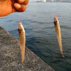 播磨新島釣行19