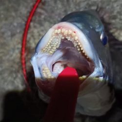 2024/07/20 南港ヘチ釣り釣行