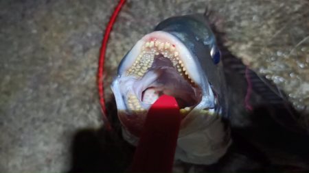 2024/07/20 南港ヘチ釣り釣行