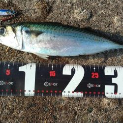 神戸空港、メタルジグで大サバ×2匹