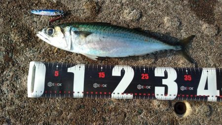 神戸空港、メタルジグで大サバ×2匹