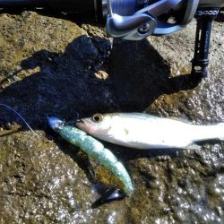 60シーバス　マゴチ