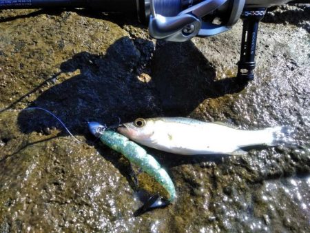 60シーバス　マゴチ