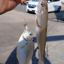 シーズ初の津居山釣行