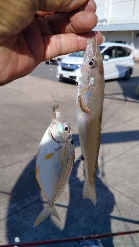 シーズ初の津居山釣行