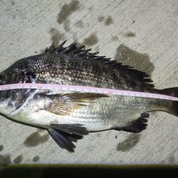 2024/07/28 南港ヘチ釣り釣行