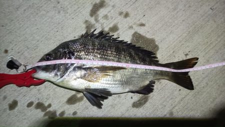 2024/07/28 南港ヘチ釣り釣行