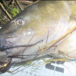 週末の増減水で