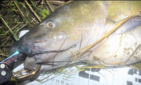 週末の増減水で