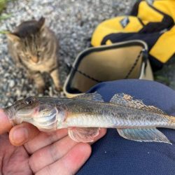 型は小さいがよく釣れる。ただしポイントにより若干ムラがあるみたい。