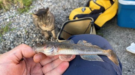 型は小さいがよく釣れる。ただしポイントにより若干ムラがあるみたい。
