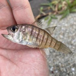 魚種は豊富だが型が小さい。ライトゲームは楽しめる