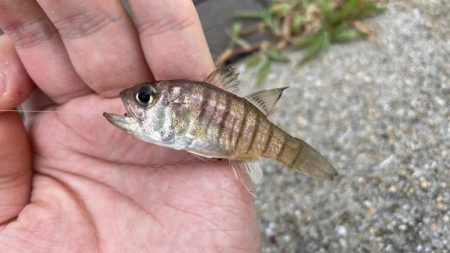 魚種は豊富だが型が小さい。ライトゲームは楽しめる