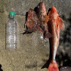 カヤックでほうぼう