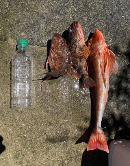 カヤックでほうぼう
