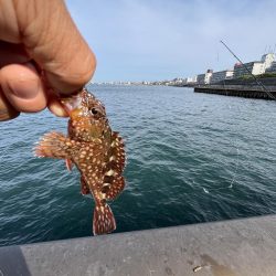 全方向イワシさん