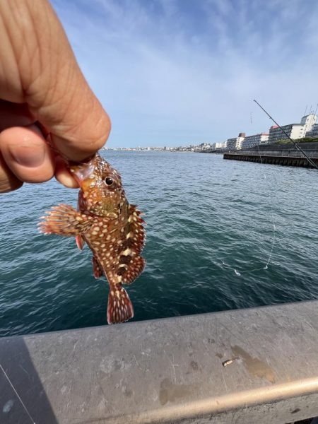 全方向イワシさん