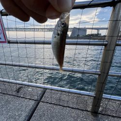 サビキ御三家回遊中