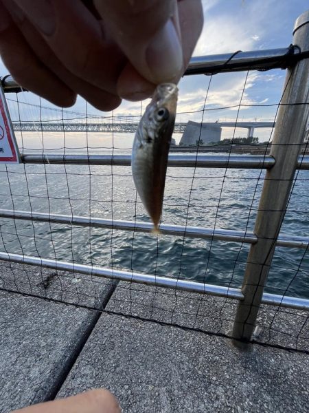 サビキ御三家回遊中