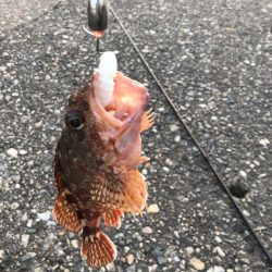 香住ふるさと祭りに帰省