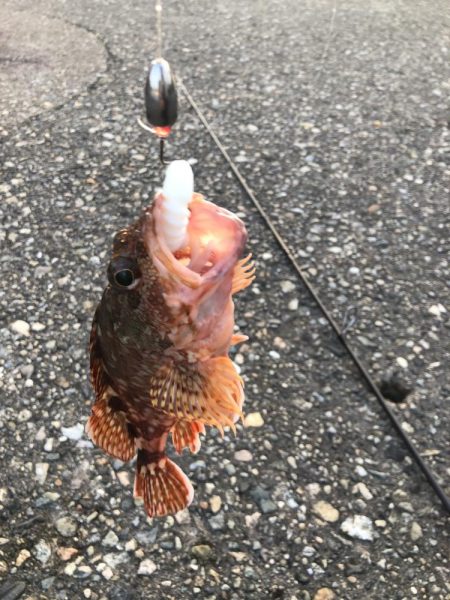 香住ふるさと祭りに帰省