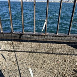 イワシ　ゴミ多め