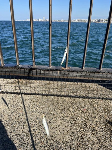 イワシ　ゴミ多め