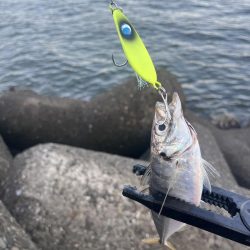 恐るべしジグサビキ