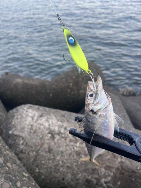 恐るべしジグサビキ