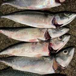 雨上がりの大サバ 爆釣