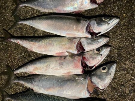雨上がりの大サバ 爆釣