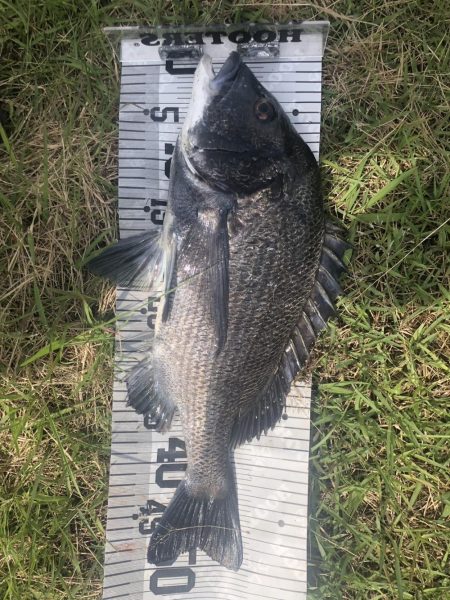 イチノ兄弟、釣果!