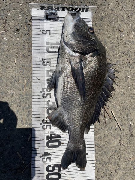 イチノ兄弟、釣果!